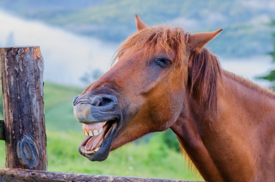 A horse&rsquo;s teeth